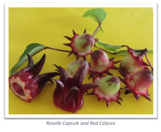 roselle-capsule-and-red-calyces